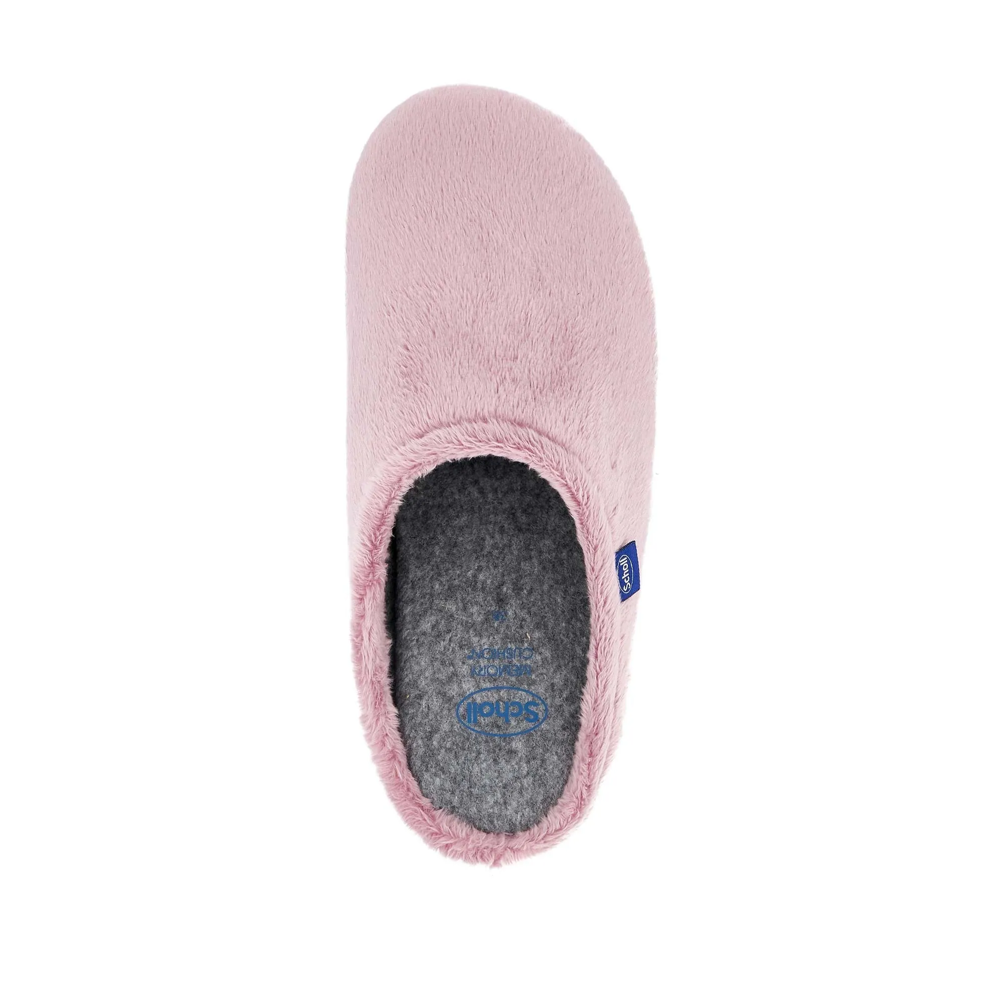HOLLY -Scholl